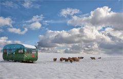 Sheep Camping