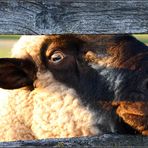 ...sheep (color&farbe&bunt ;)