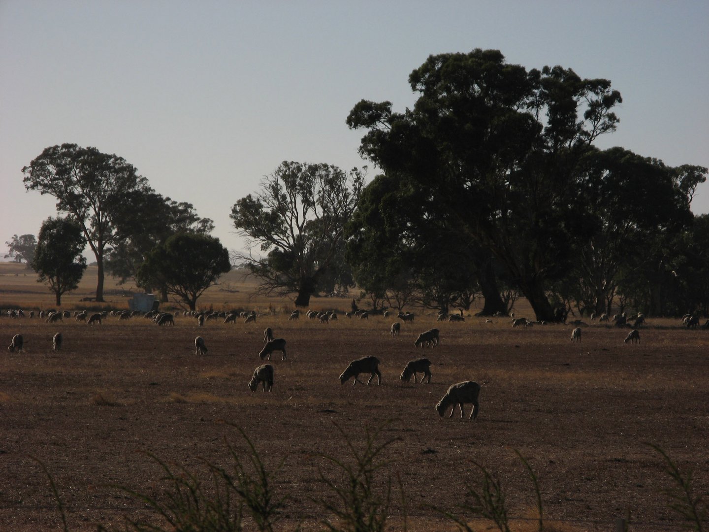 Sheep country