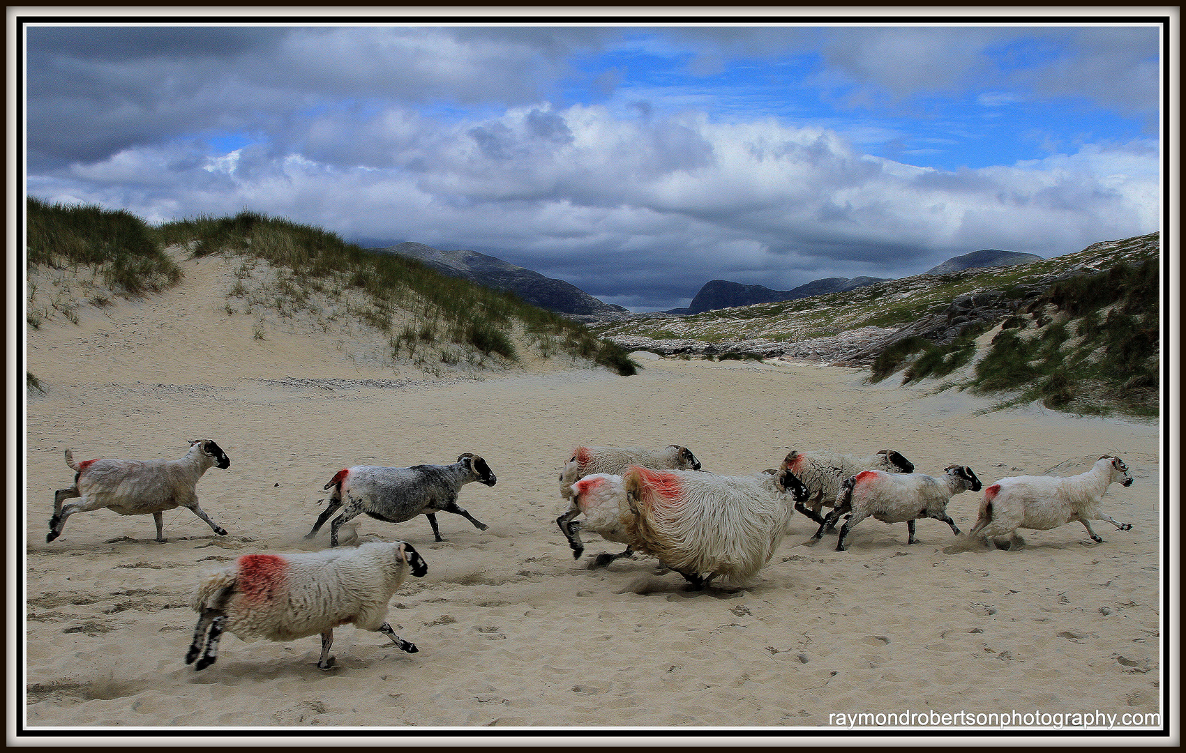 "Sheep Crossing"