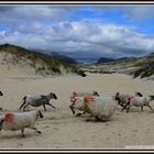 "Sheep Crossing"