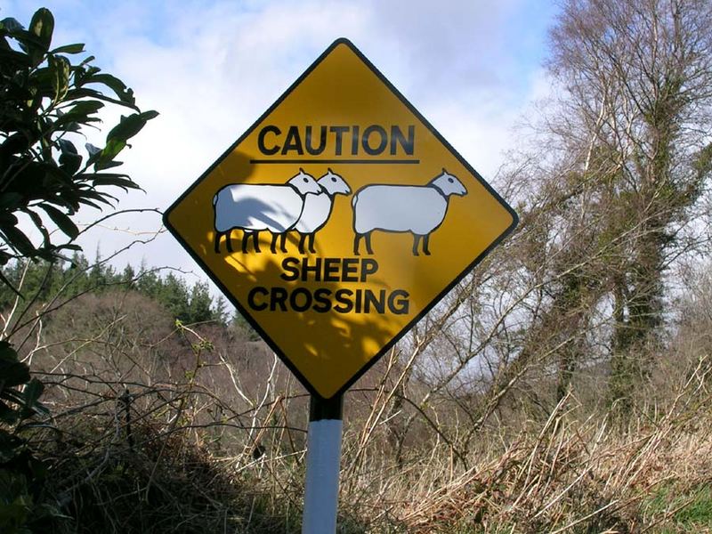 Sheep Crossing