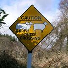 Sheep Crossing