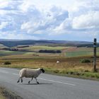 sheep crossing