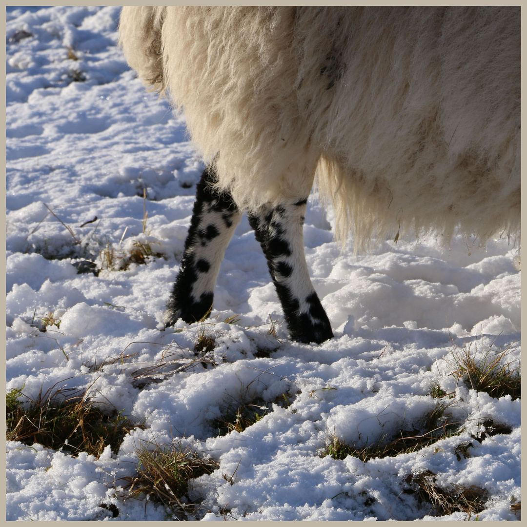 sheep detail 1