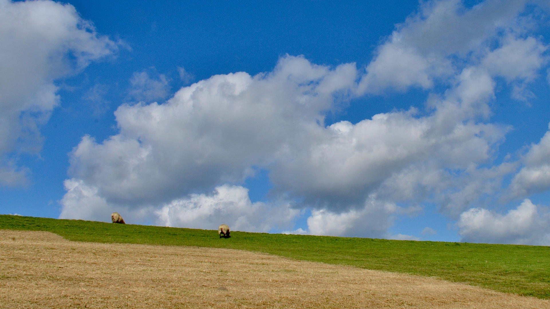 Sheep distancing