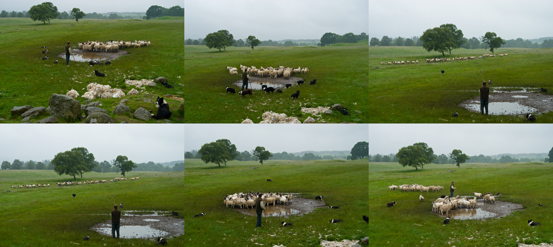 Sheep Dog Demonstration