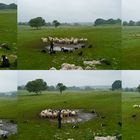 Sheep Dog Demonstration