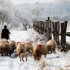 sheep