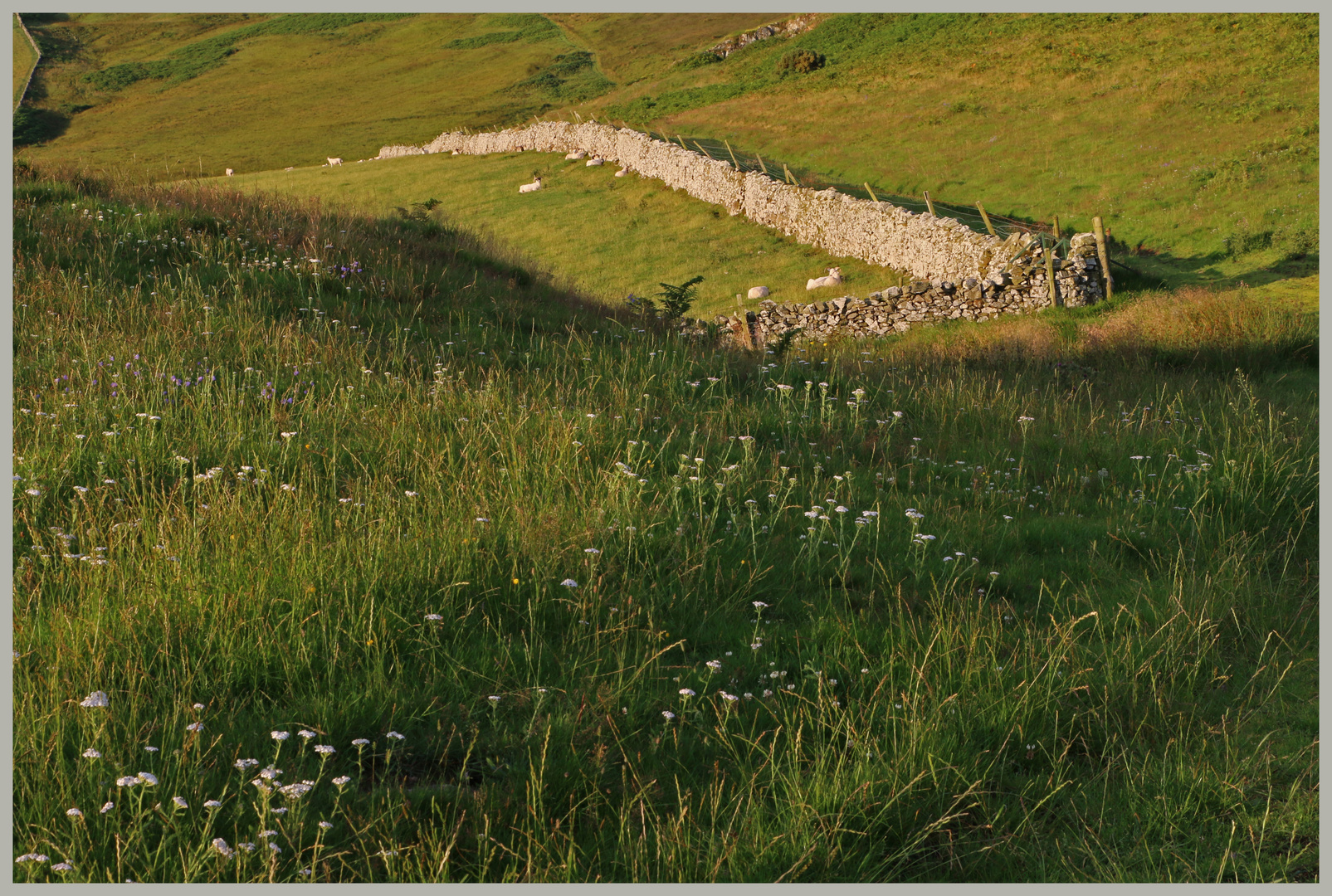 sheep enclosure early morning Cheviot Hills