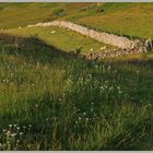 sheep enclosure early morning Cheviot Hills