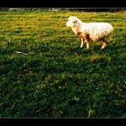 ::.. sheep ..::