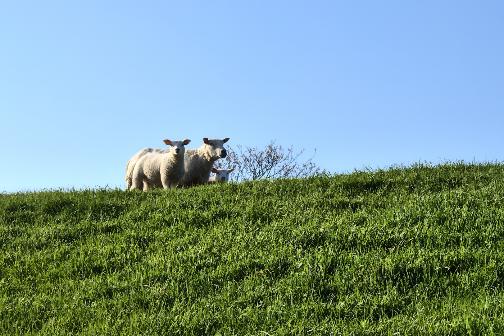 Sheep Family