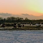 sheep-farming in winter