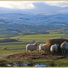 sheep feeding near bowden doors 7