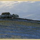 sheep feeding near bowden doors 8