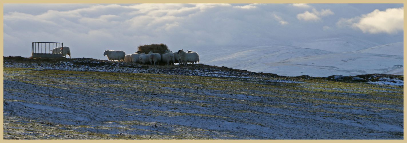 sheep feeding near bowden doors 8