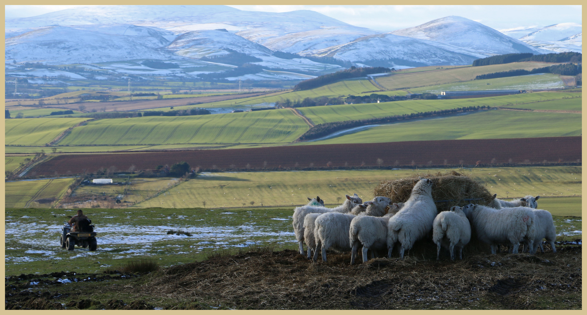 sheep feeding near bowden doors Northumberland 3