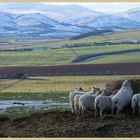 sheep feeding near bowden doors Northumberland 3