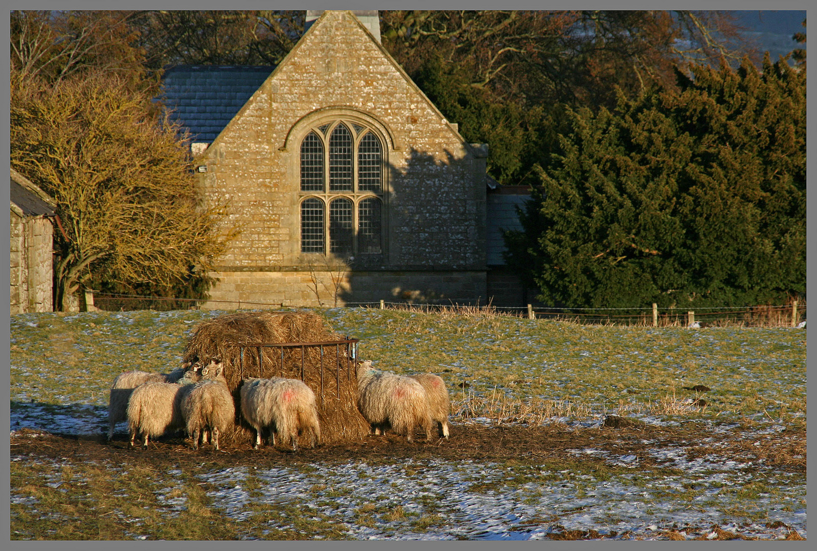 sheep feeding near hepple church Northumberland