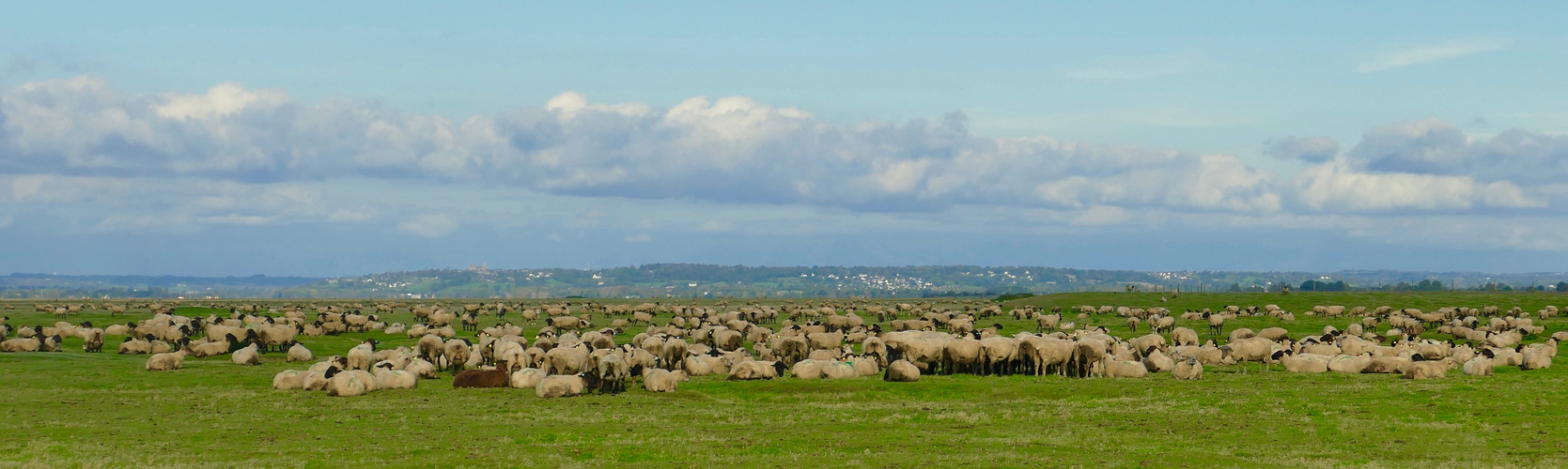 Sheep Flock