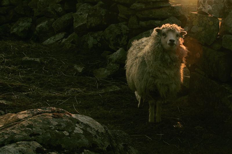 sheep glow