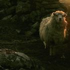 sheep glow