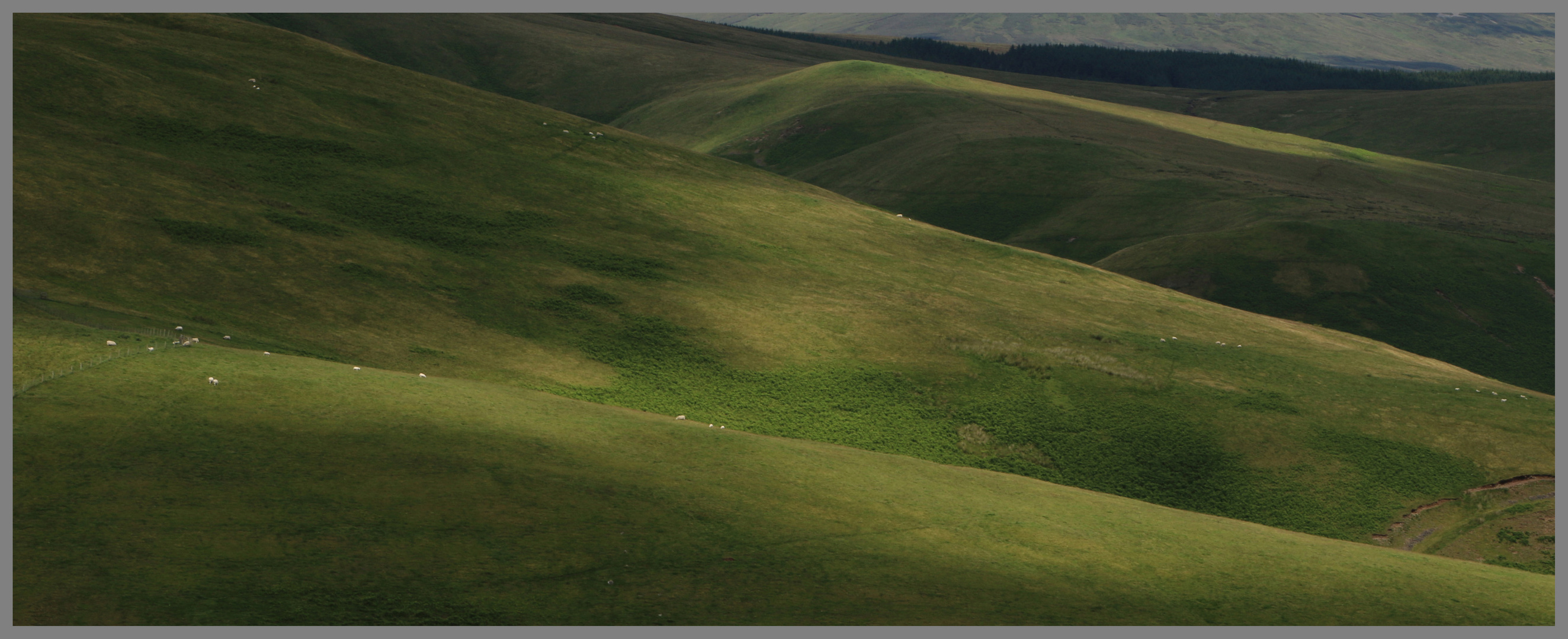 sheep grazing 2 near the Street Cheviot Hills