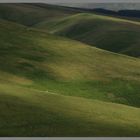 sheep grazing 2 near the Street Cheviot Hills