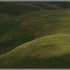 sheep grazing 3b near the Street Cheviot Hills