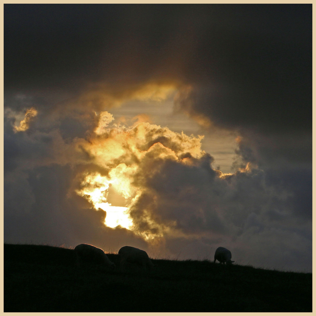 sheep grazing at abbotsbury sunset