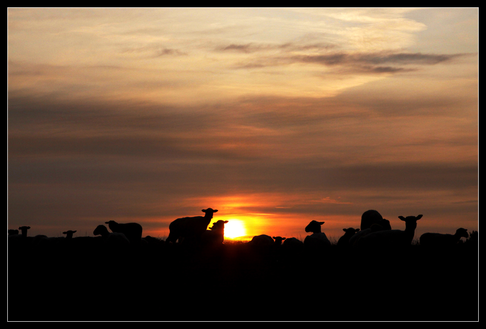 Sheep - "Harmlessly passing your time in the grassland awaaaaayyyyyyy..."