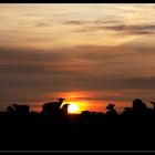 Sheep - "Harmlessly passing your time in the grassland awaaaaayyyyyyy..."