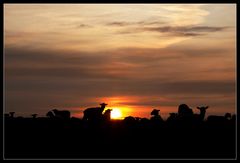 Sheep - "Harmlessly passing your time in the grassland awaaaaayyyyyyy..."