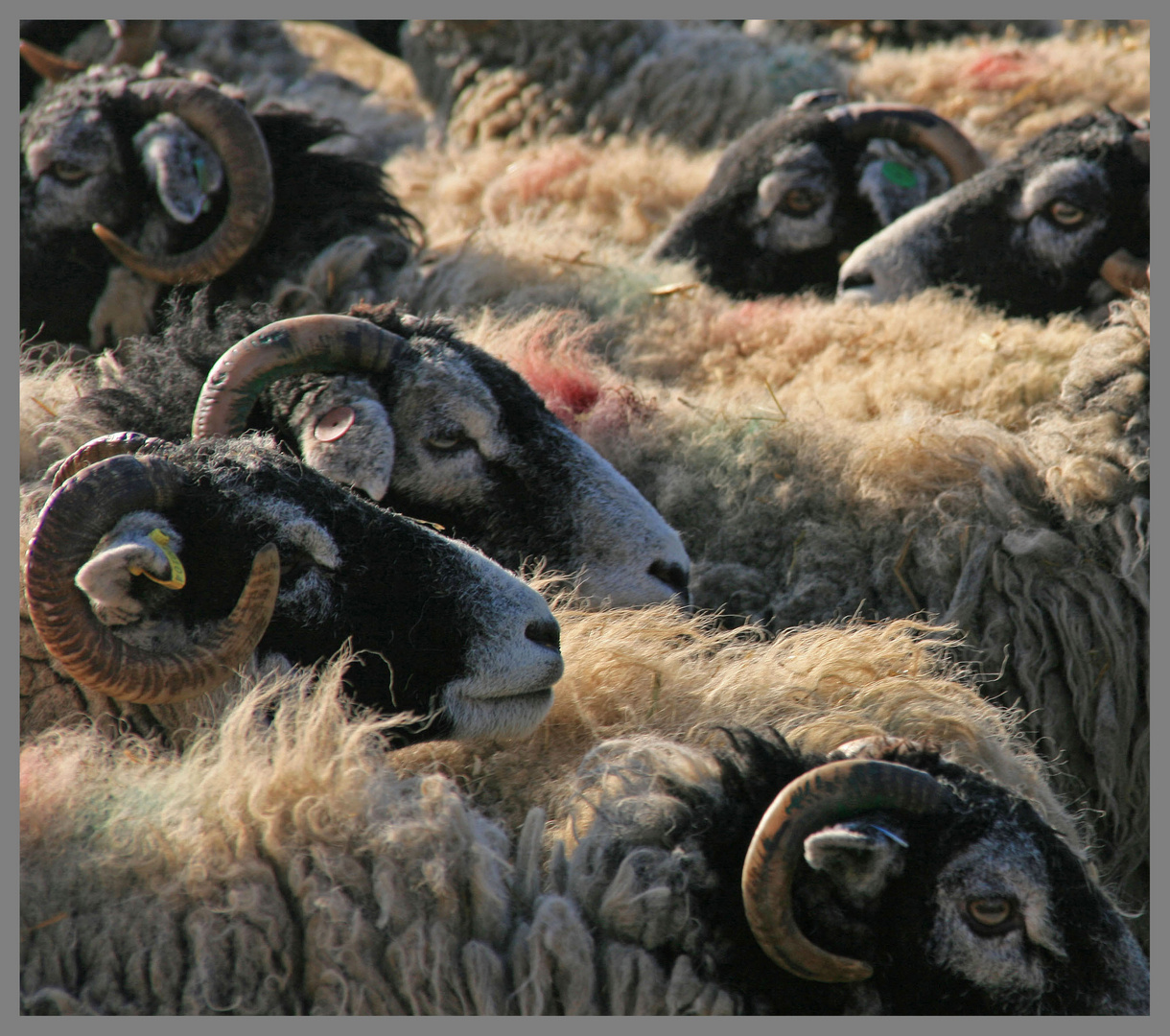 sheep hartley castle farm near Kirkby Stephen