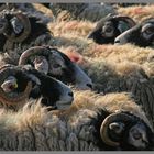 sheep hartley castle farm near Kirkby Stephen