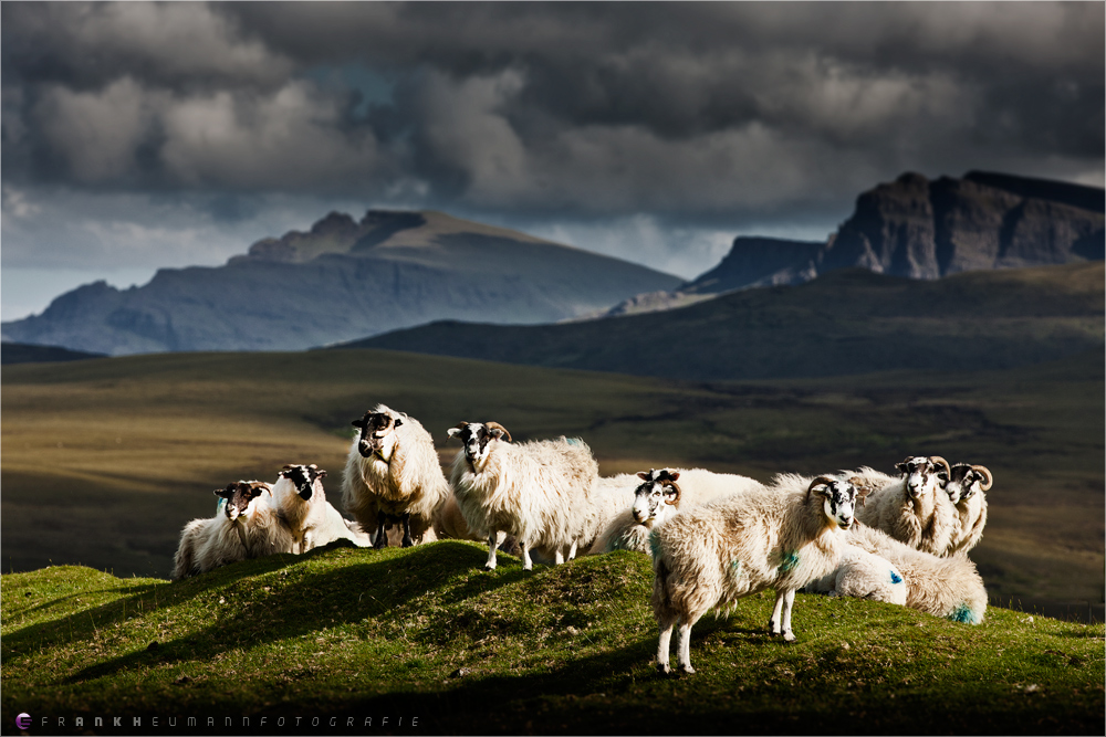 Sheep Herd (2011 Series)