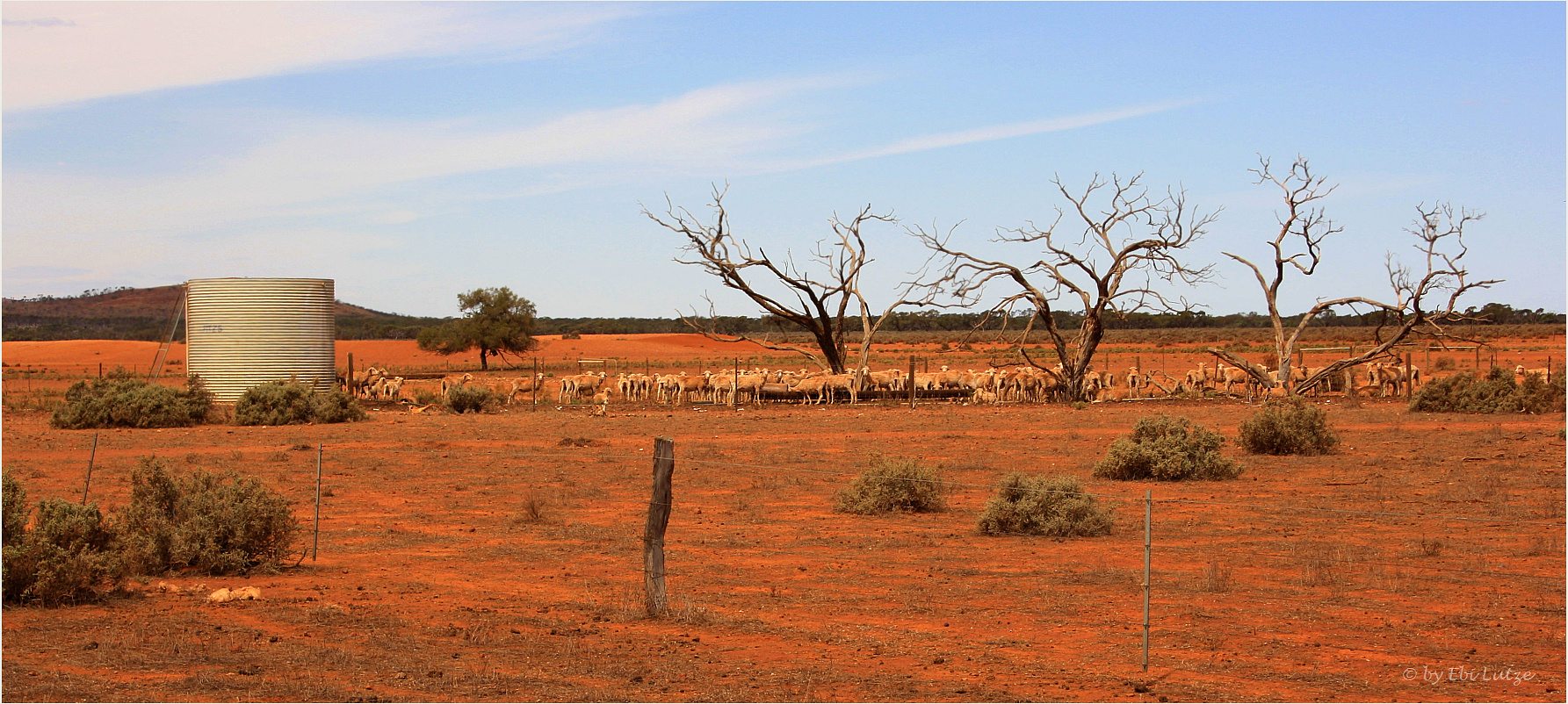 *** Sheep Holding Yard / Mt. Ive Station ***