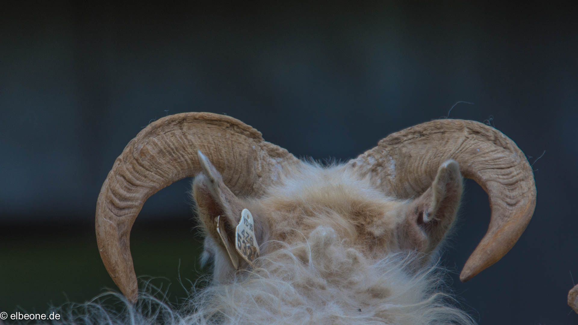 Sheep @Iceland