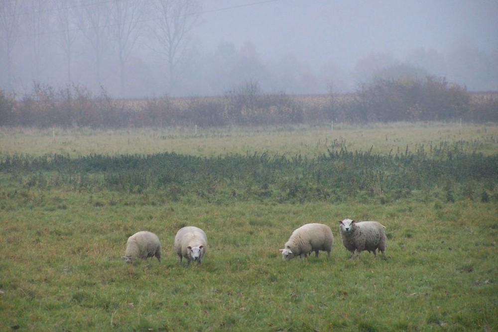 Sheep in a misty morning