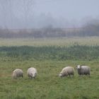 Sheep in a misty morning