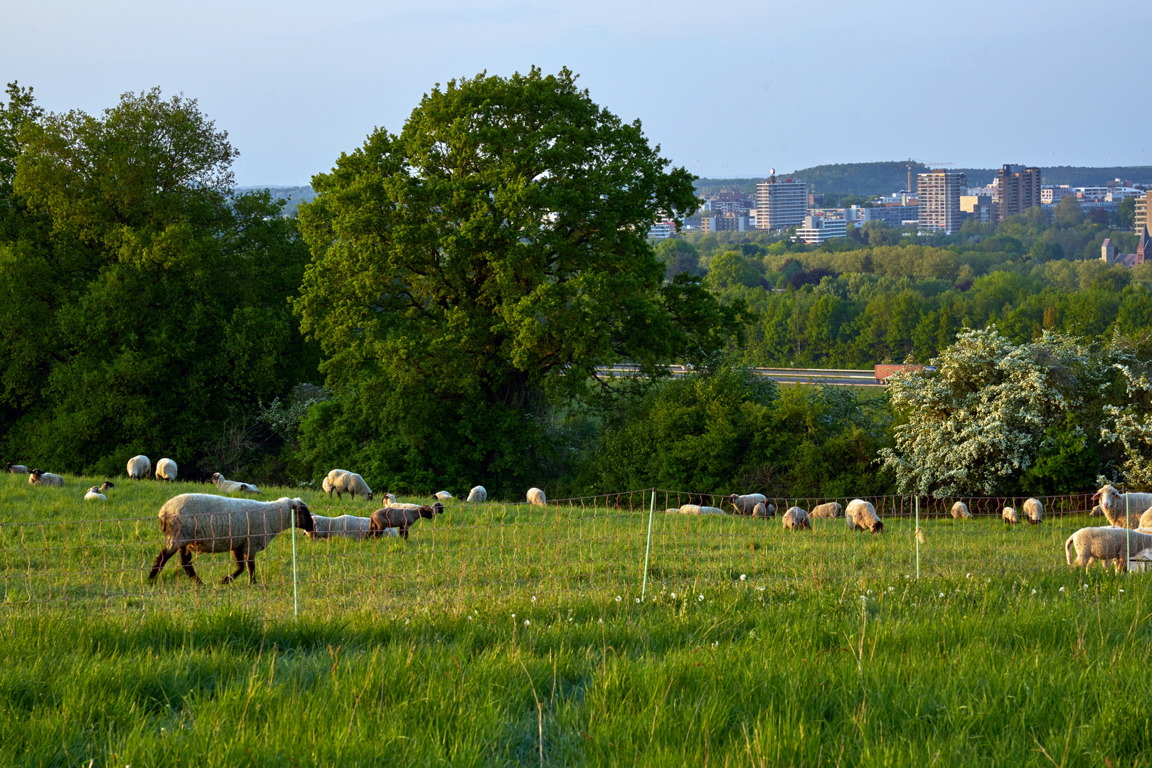 sheep in a pasture of Ubachsberg ,Netherlands