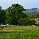 sheep in a pasture of Ubachsberg ,Netherlands