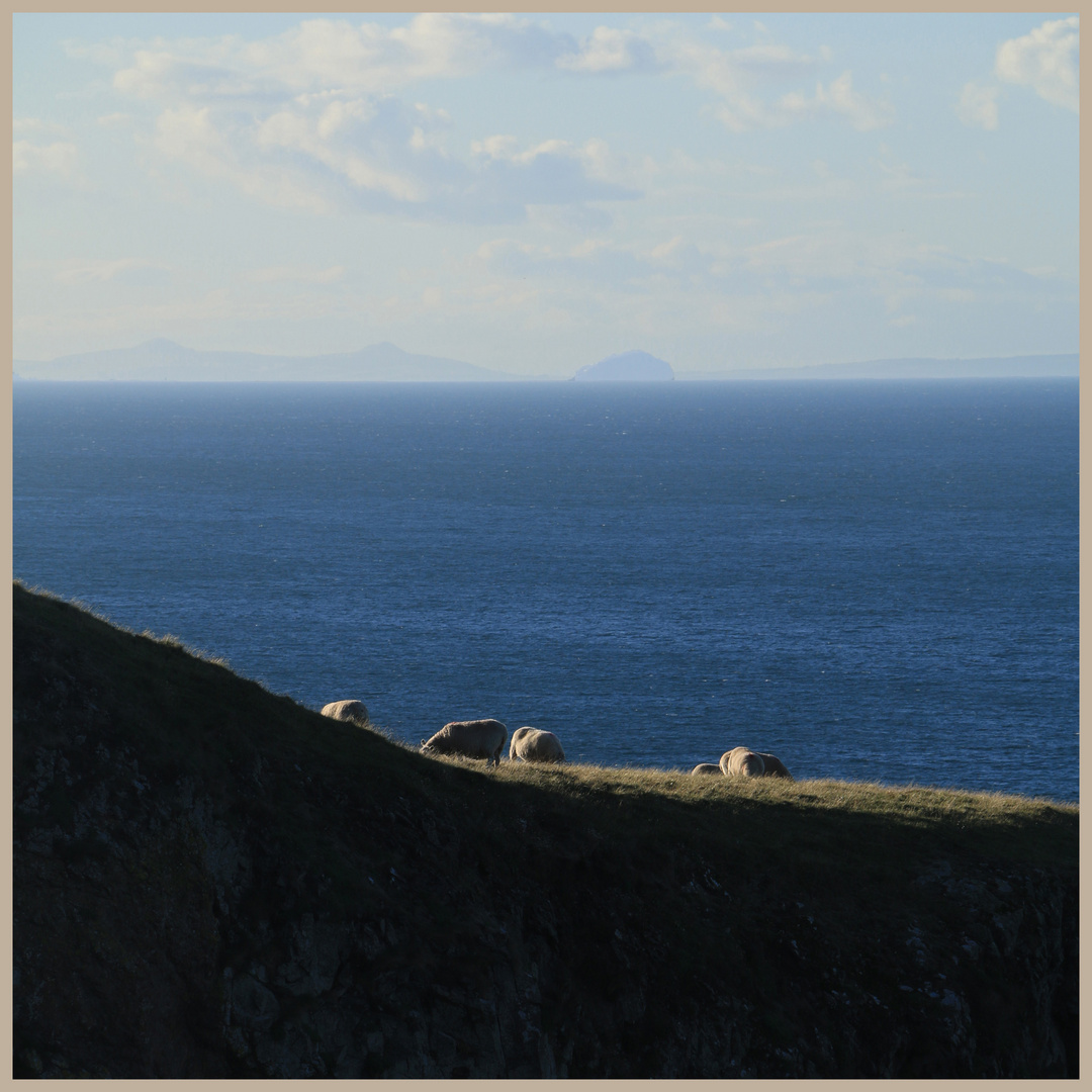 sheep in front of bass rock