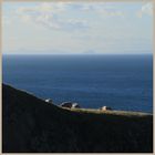 sheep in front of bass rock