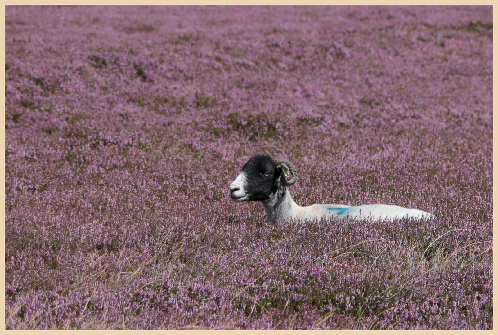 sheep in heather