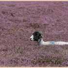 sheep in heather