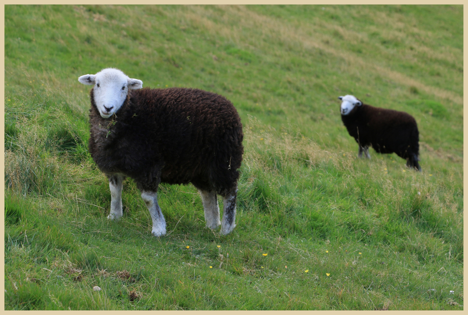 sheep in Little langdale 5