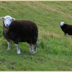 sheep in Little langdale 5
