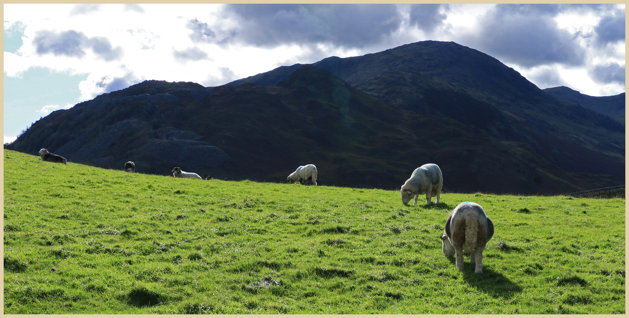 sheep in Little langdale